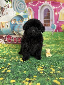 プードル、写真、ティーカップ