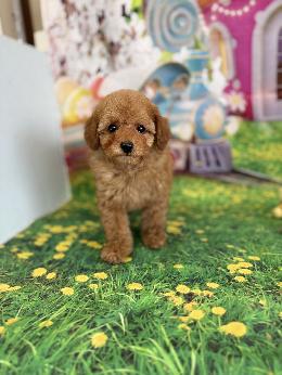 プードル、写真、ティーカップ