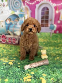 プードル、写真、ティーカップ