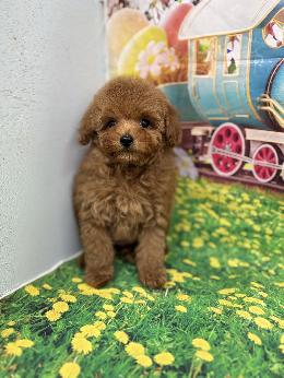 プードル、写真、ティーカップ