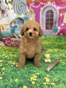 プードル、写真、ティーカップ